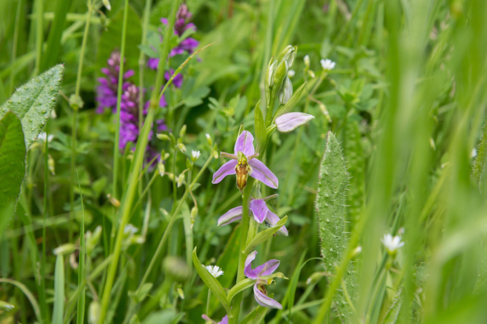 View: Wildflower Walk - 1 place left!